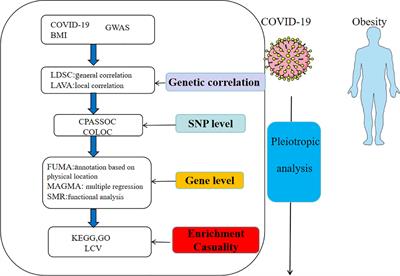 Investigating the shared genetic architecture between COVID-19 and obesity: a large-scale genome wide cross-trait analysis